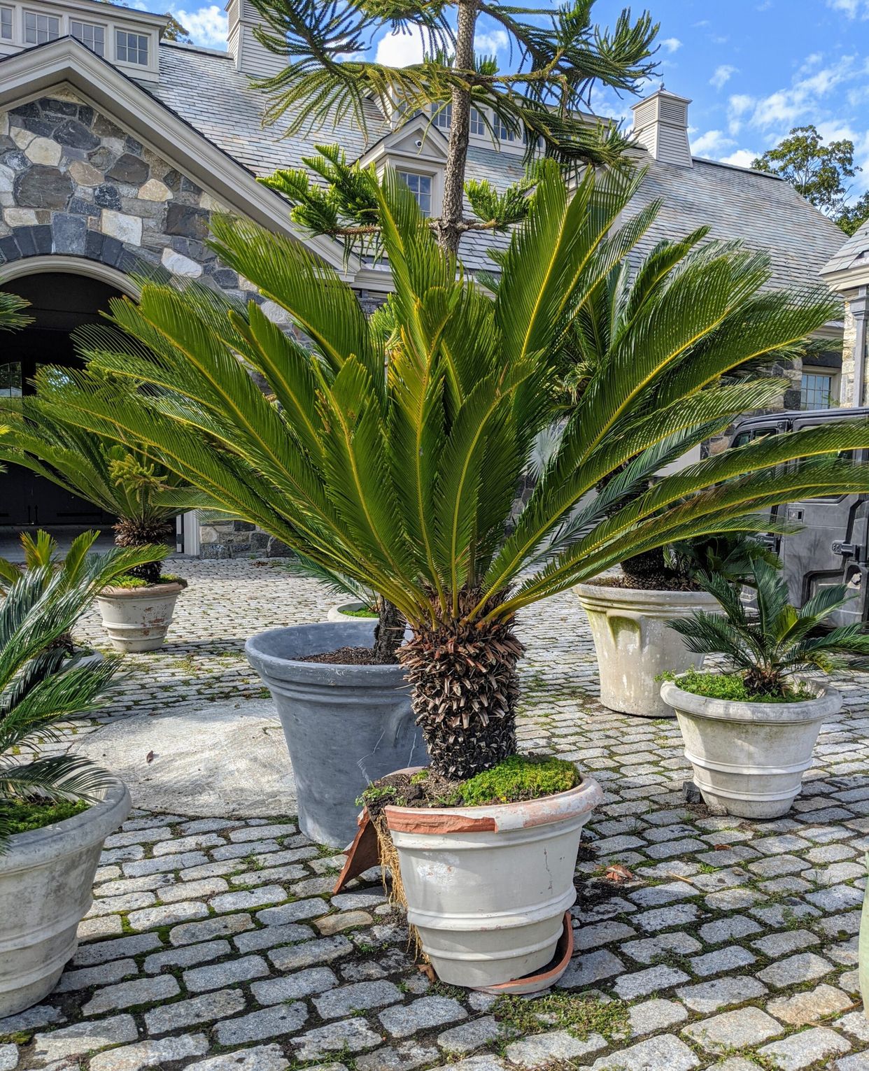 Sago Palm (Cycas revoluta palm) > How To Care All You Need to Know 🌿