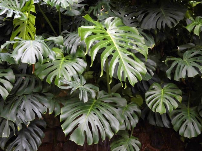 Swiss Cheese Plant 'tauerii' (Monstera Deliciosa 'tauerii') > How To