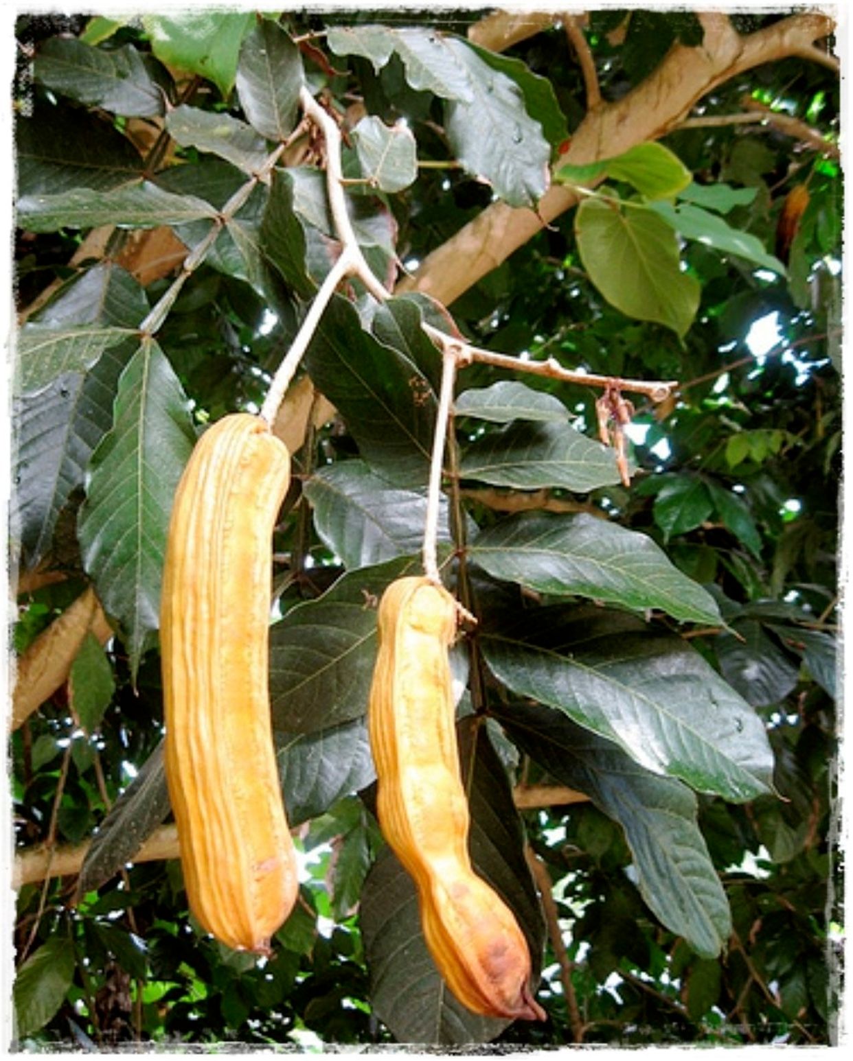 Icecreambean (Inga Edulis) > How To Care All You Need to Know 🌿 PlantIn