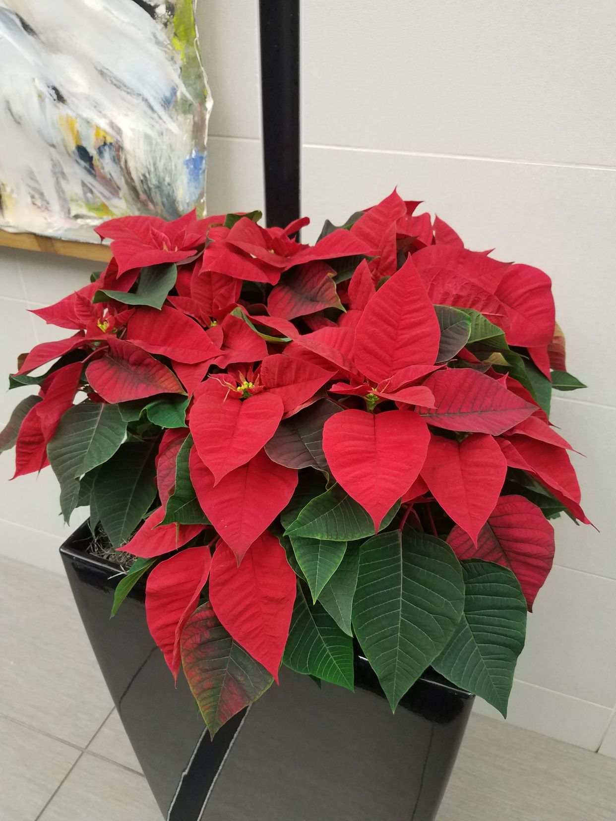 PlantIn Poinsettia Plants (Euphorbia Pulcherrima)