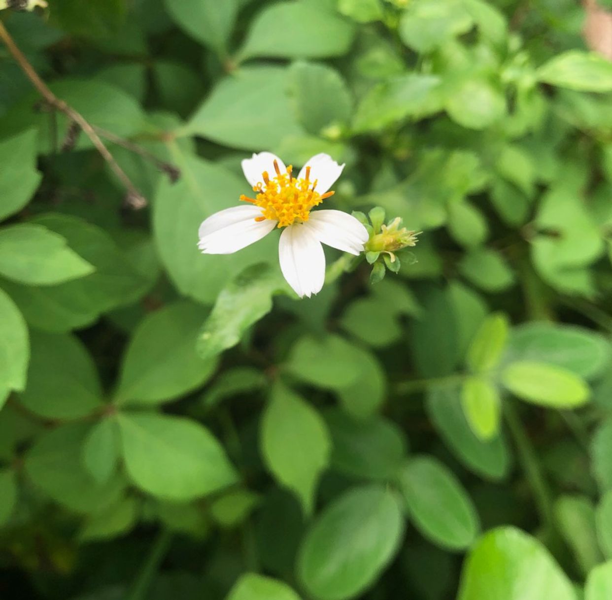 Spanishneedles (Bidens Bipinnata) > How To Care All You Need to Know