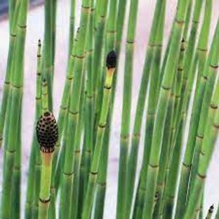 Snake Grass Equisetum How To Care All You Need To Know PlantIn snake-grass-equisetum-how-to-care-all-you-need-to-know-plantin