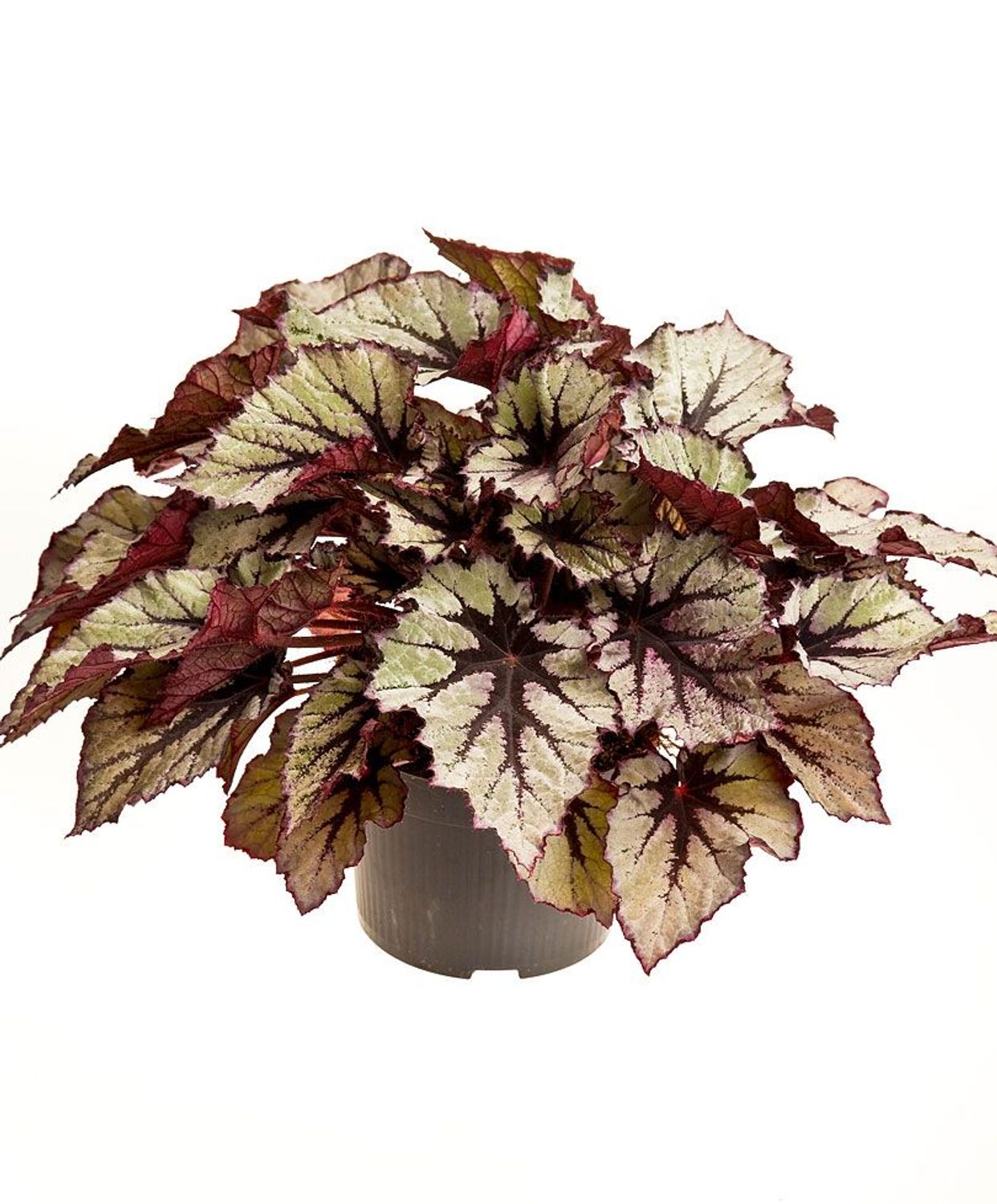 Begonia Beleaf (Begonia Beleaf) > How To Care All You Need to Know 🌿