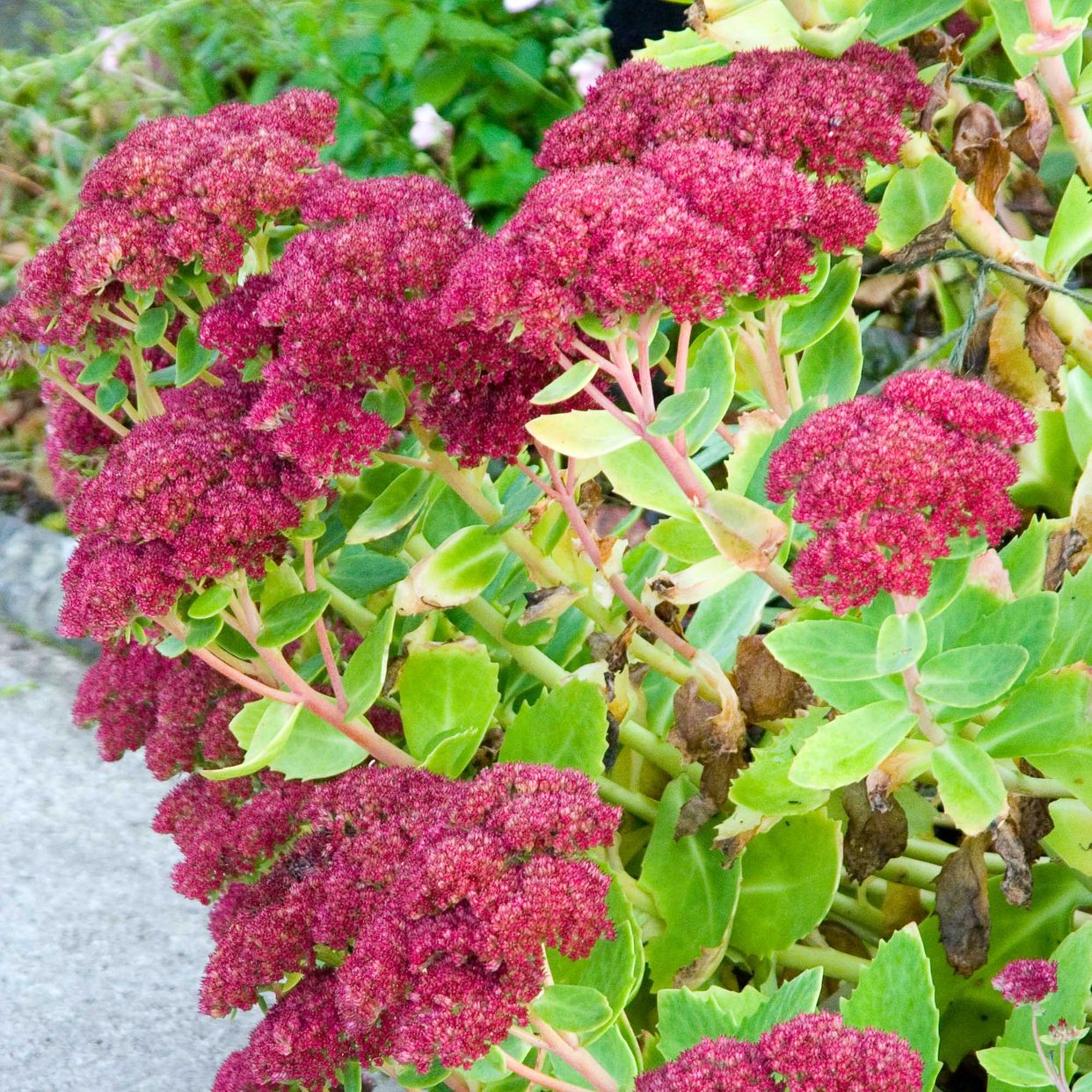 Sedum Autumn Joy (Sedum 'autumn Joy') u003e How To Care: All You Need to ...