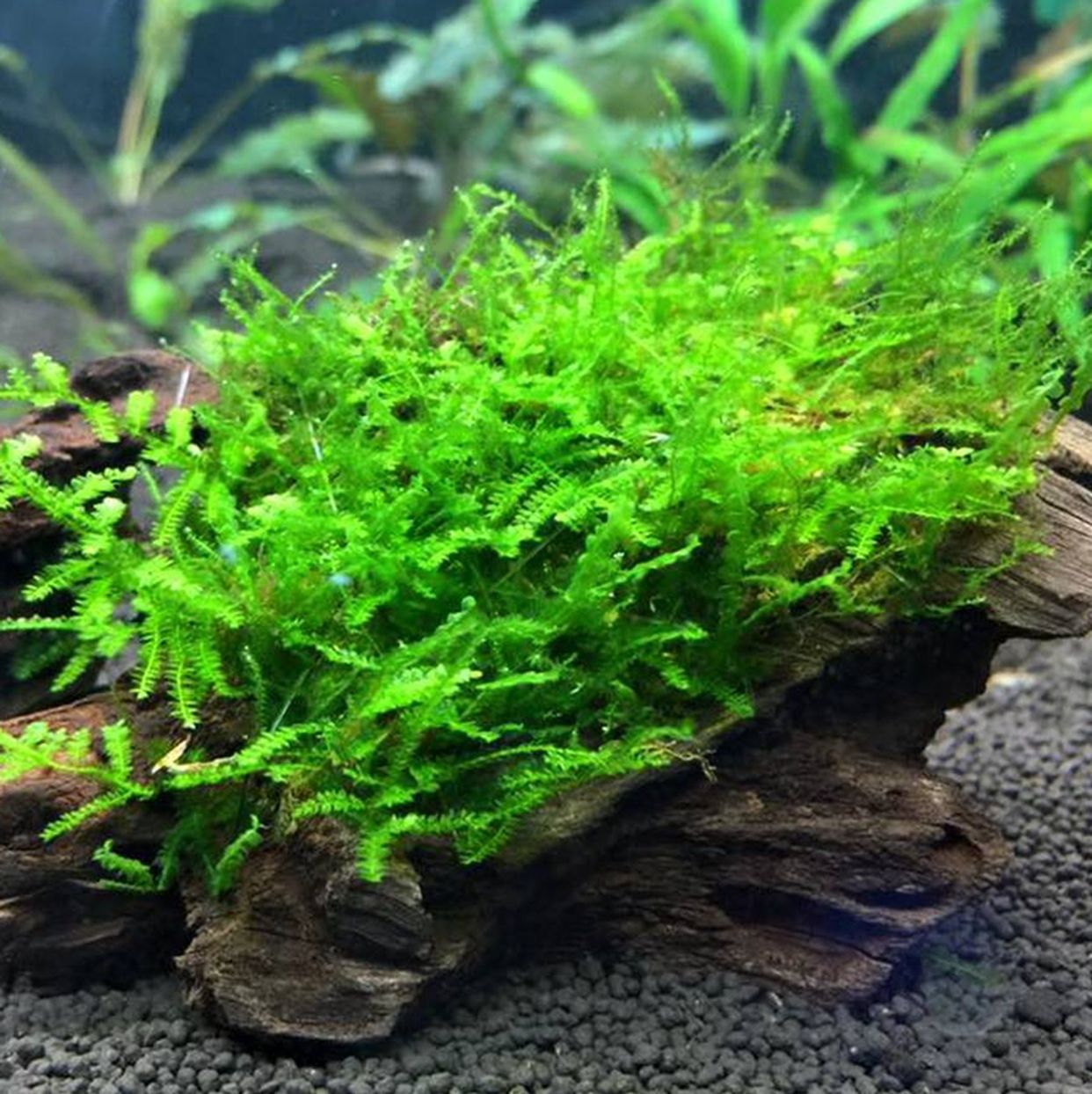 Java Moss (Taxiphyllum Barbieri) > How To Care All You Need to Know 🌿