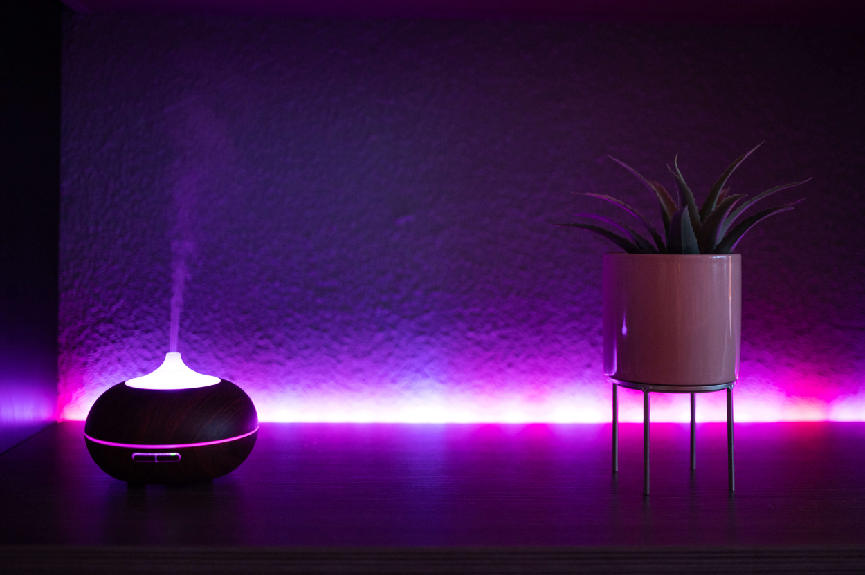 PlantIn Blog Plants that thrive in the dark