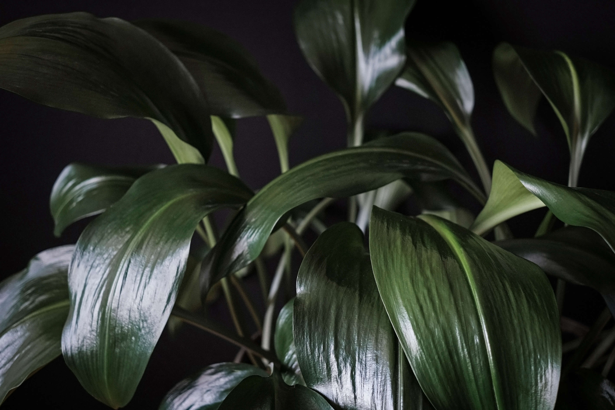PlantIn Blog Plants that thrive in the dark