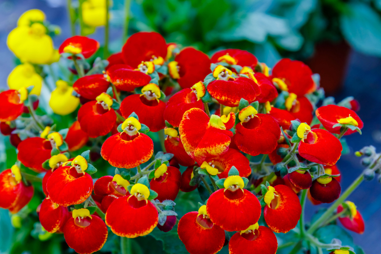 PlantIn | Blog | Plants that look like animals