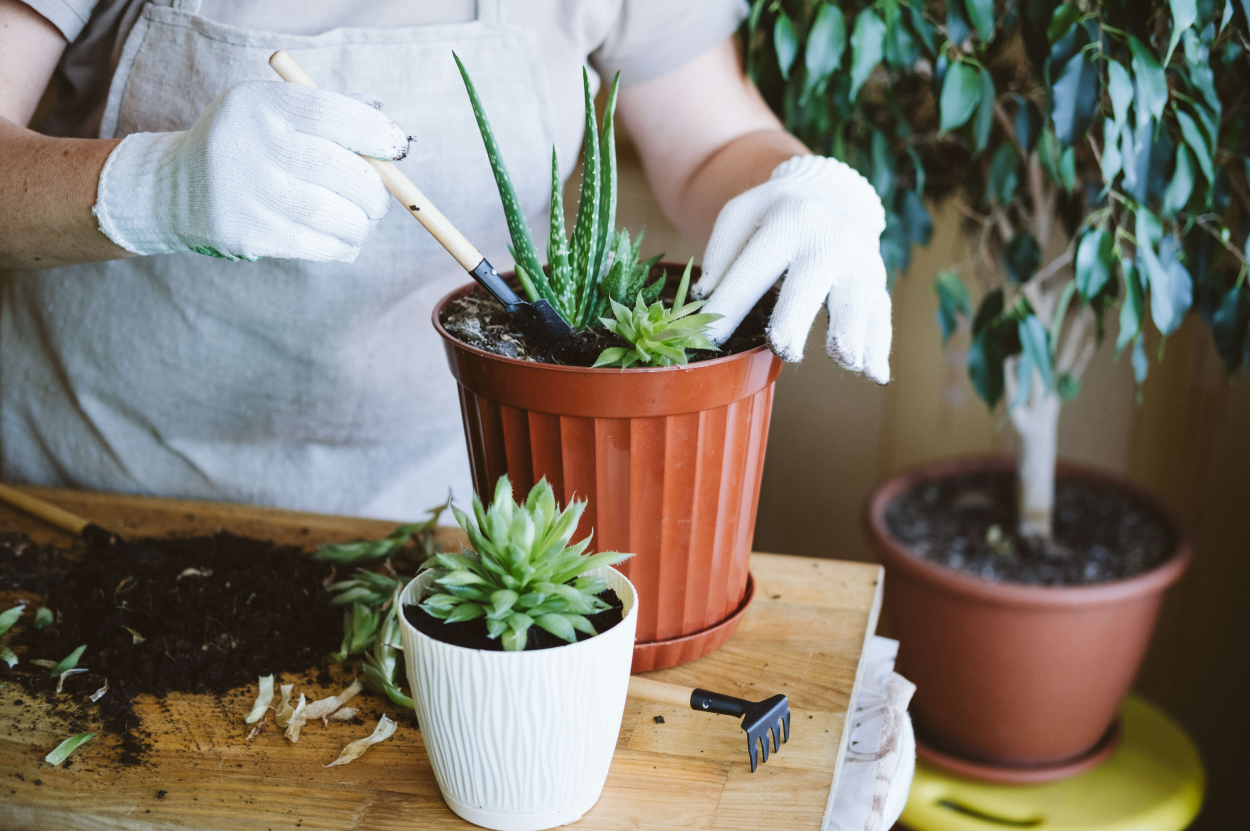 PlantIn Blog How to repot the houseplant?