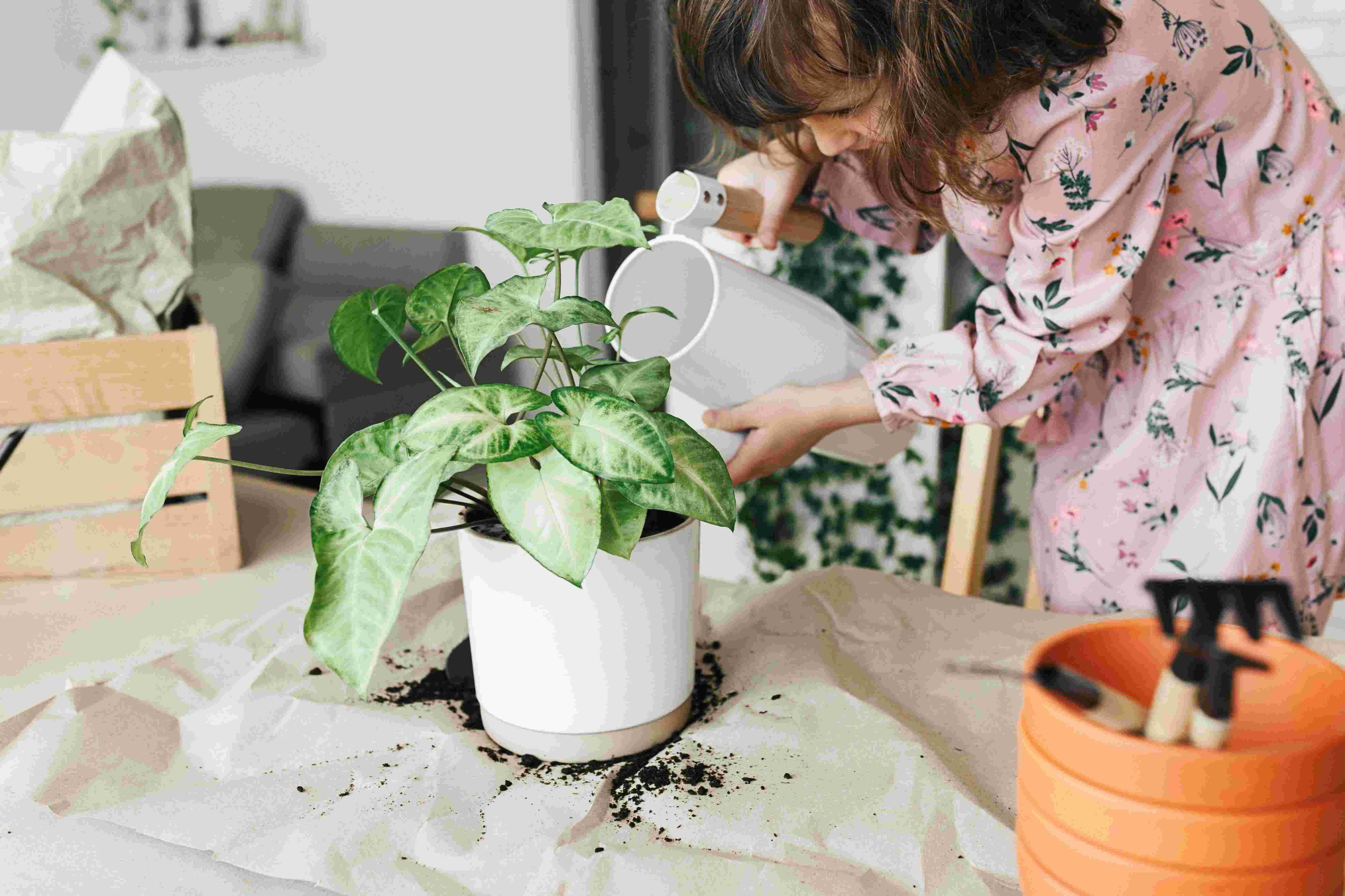 PlantIn • Articles • Water