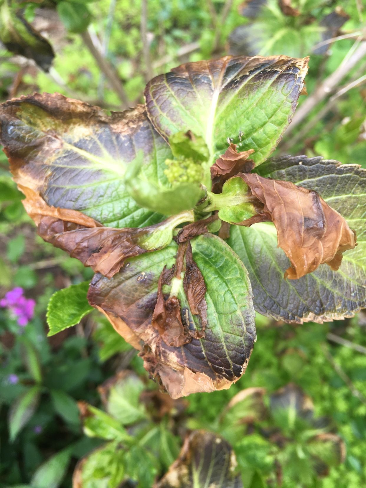 Aphids Diagnostic And Tips For Controlling PlantIn