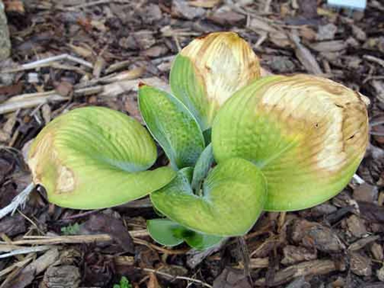 Abiotic first small description variant