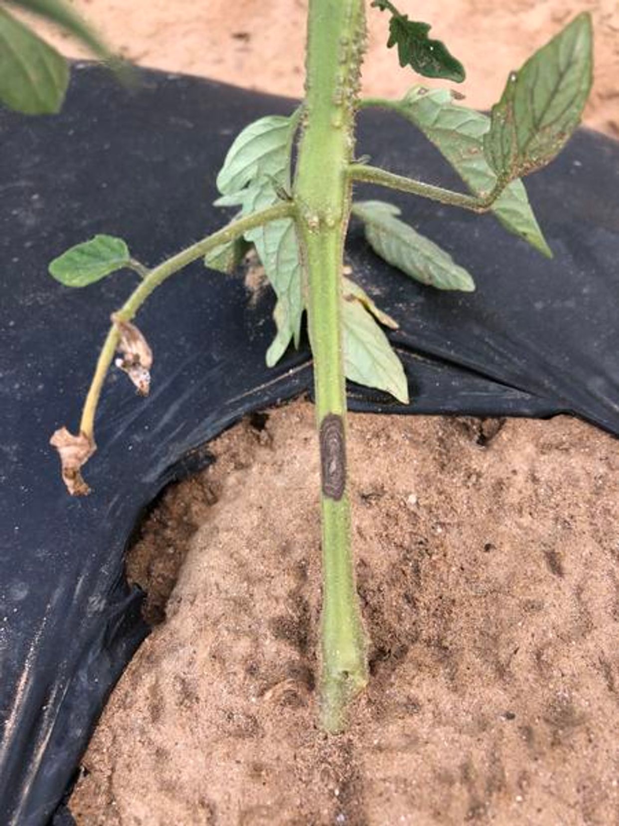 Alternaria black molds and stem cankers main description variant