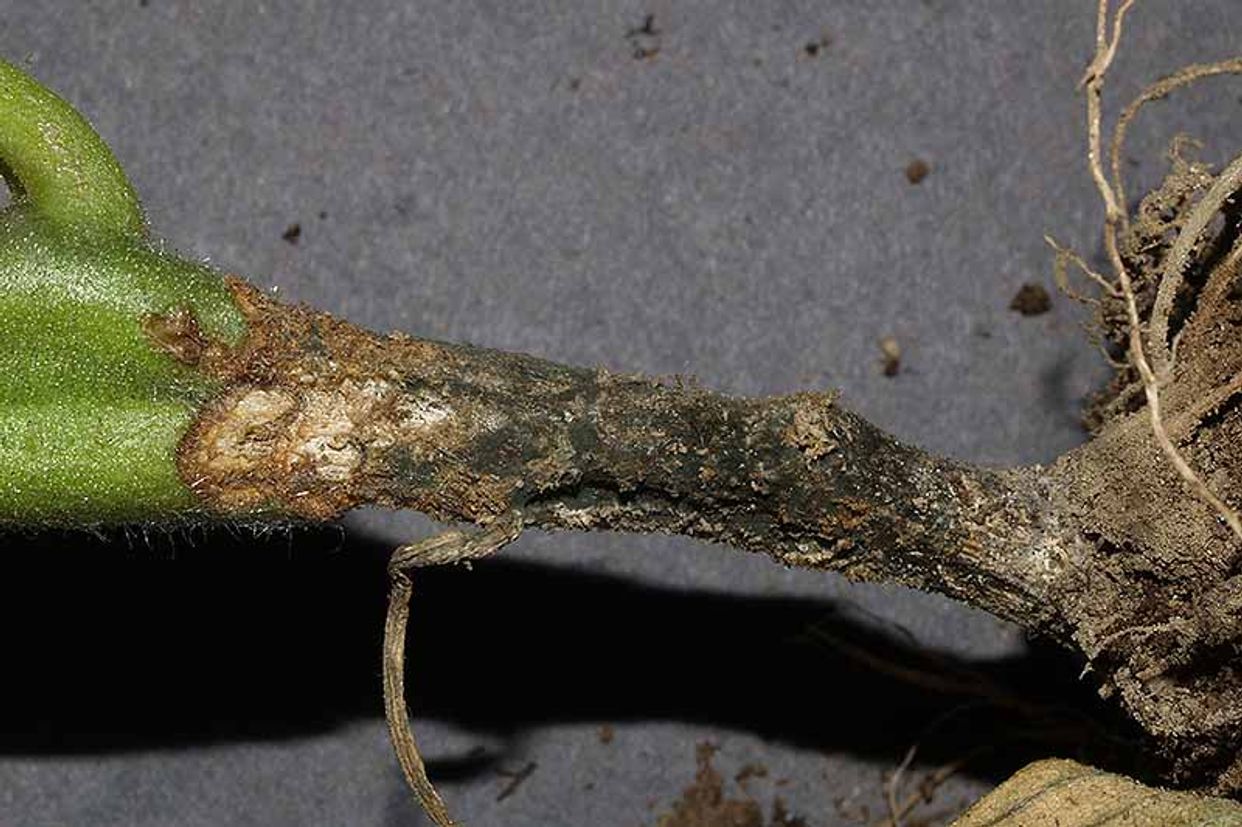 Alternaria black molds and stem cankers first small description variant