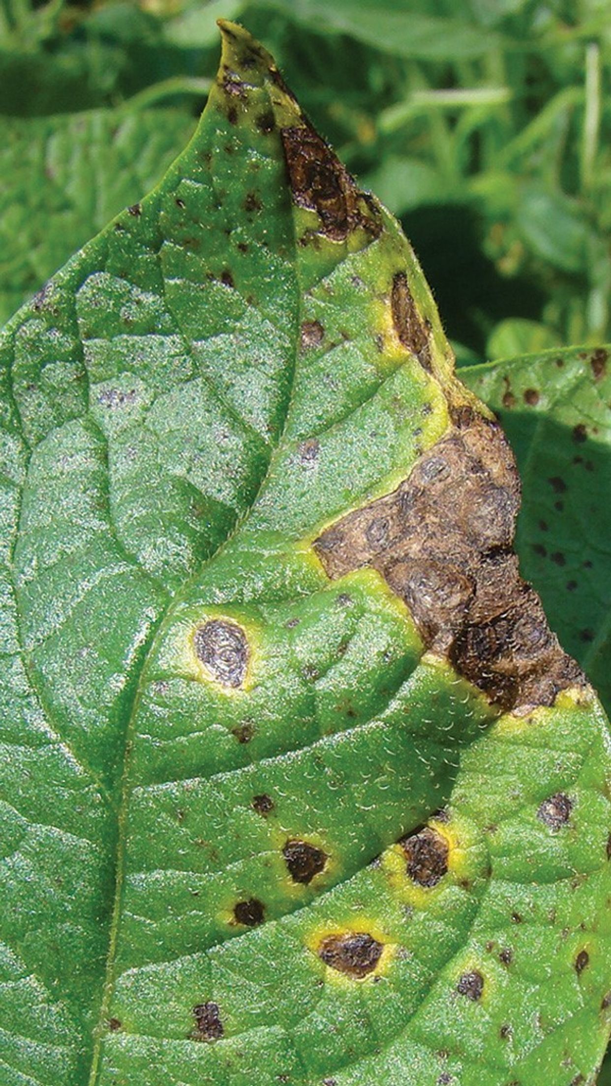Alternaria main description variant