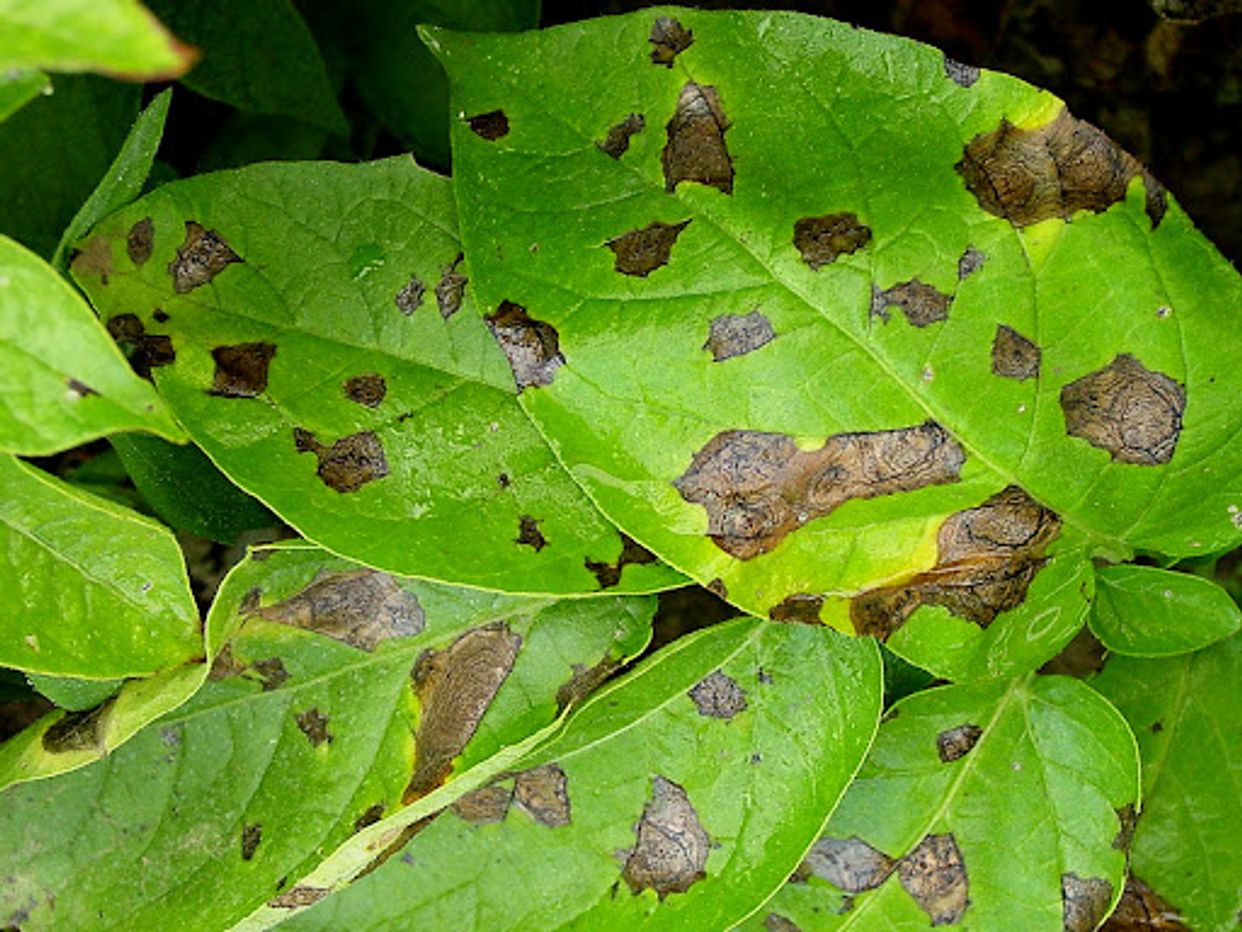Alternaria first small description variant