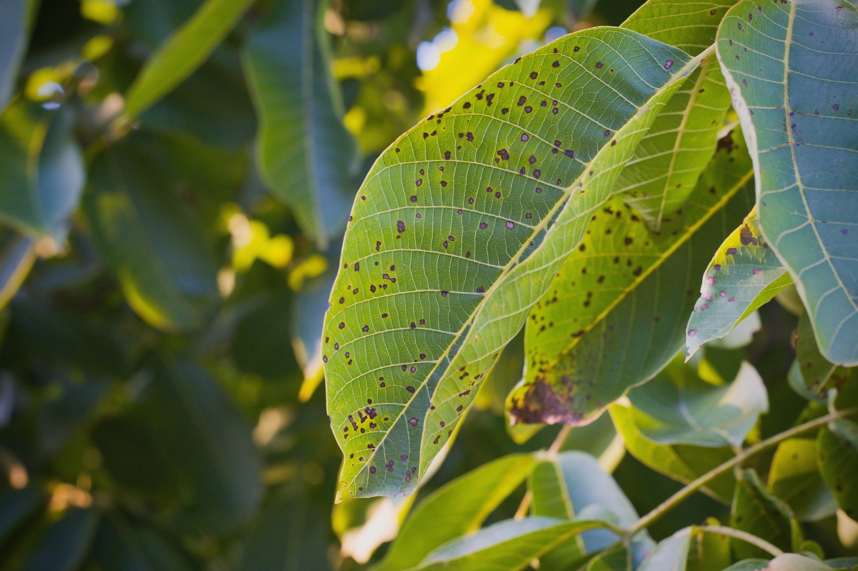 Anthracnose first small description variant