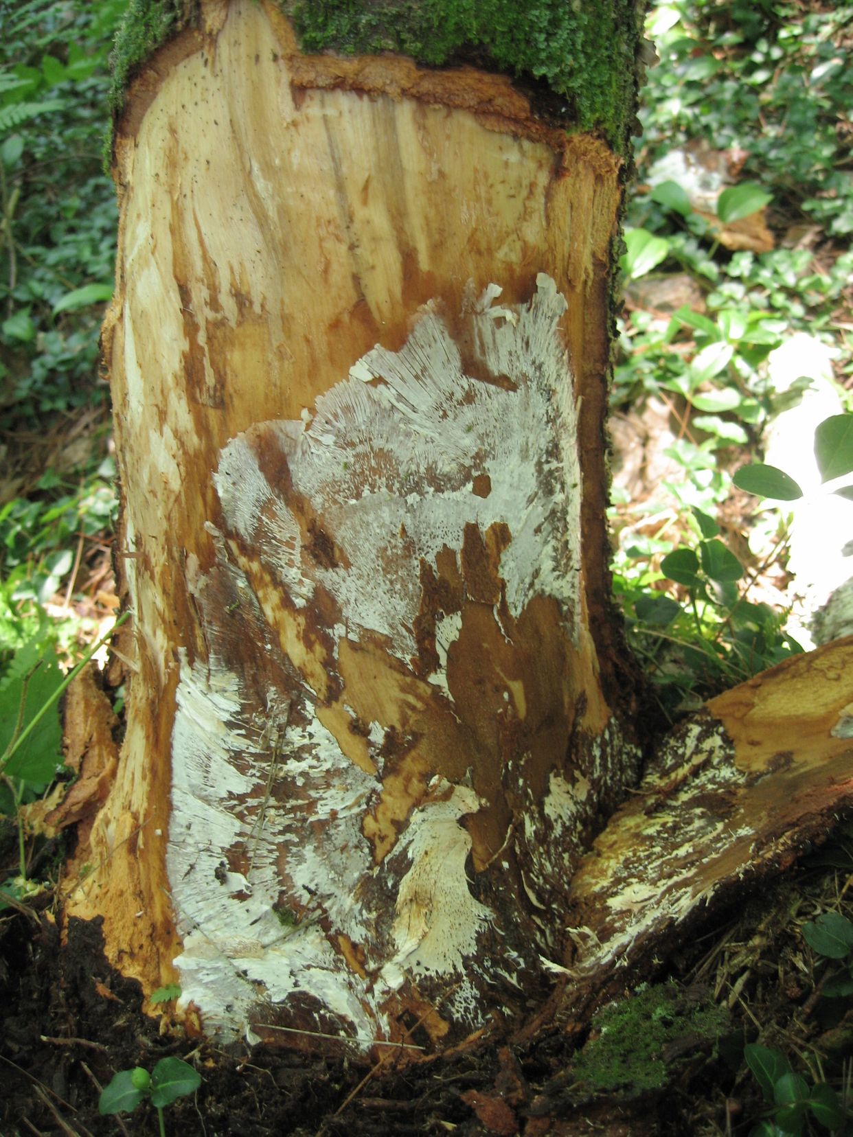 Armillaria root rot main description variant