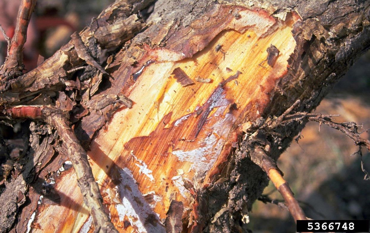 Armillaria root rot first small description variant