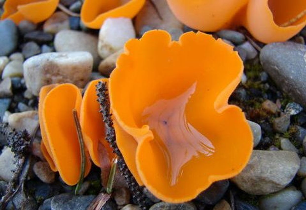 Ascomycetes first small description variant