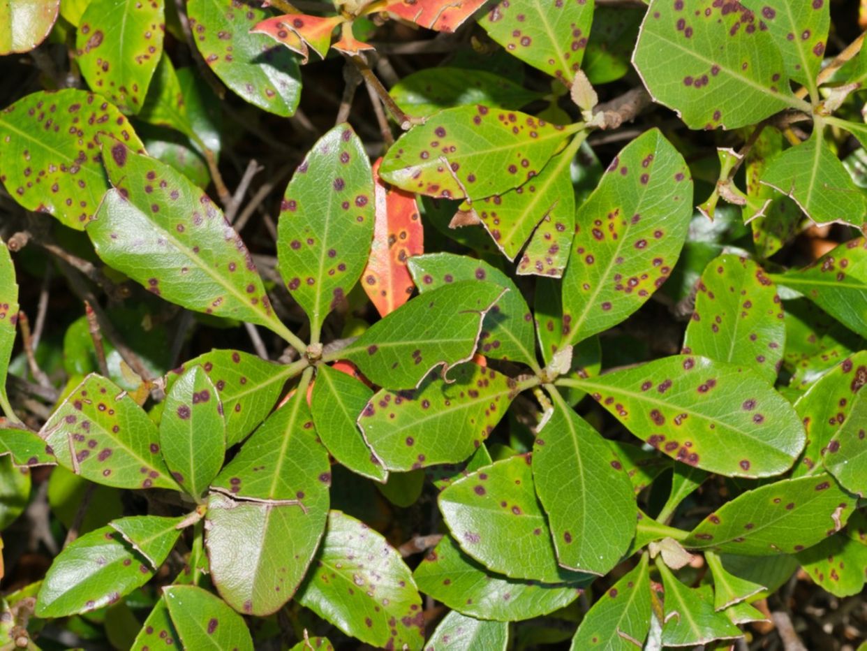 Bacterial leaf spot first small description variant