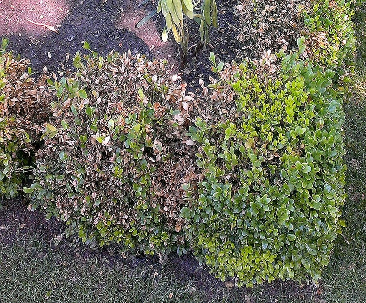 Boxwood blight first small description variant