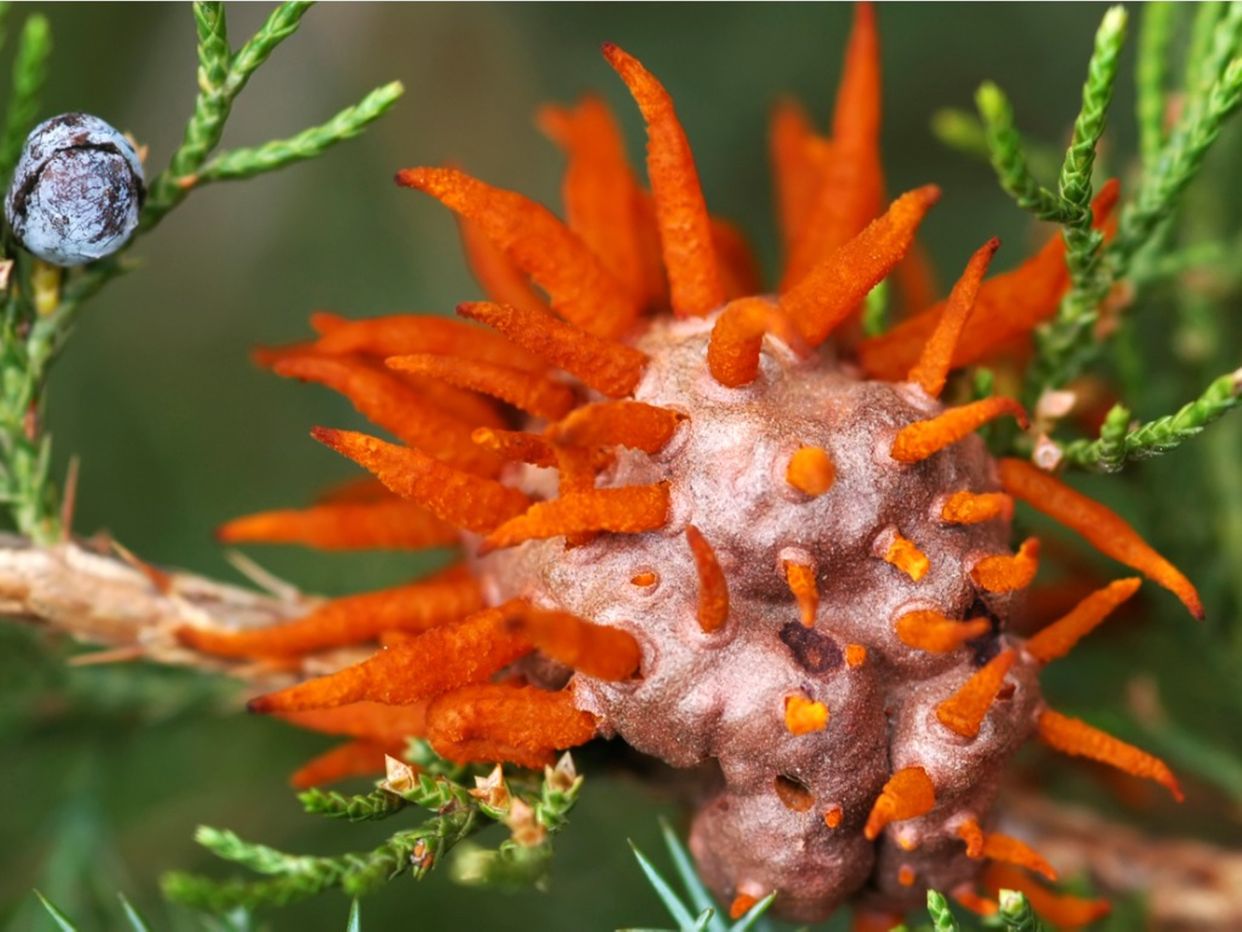 Cedar-apple rust first small description variant