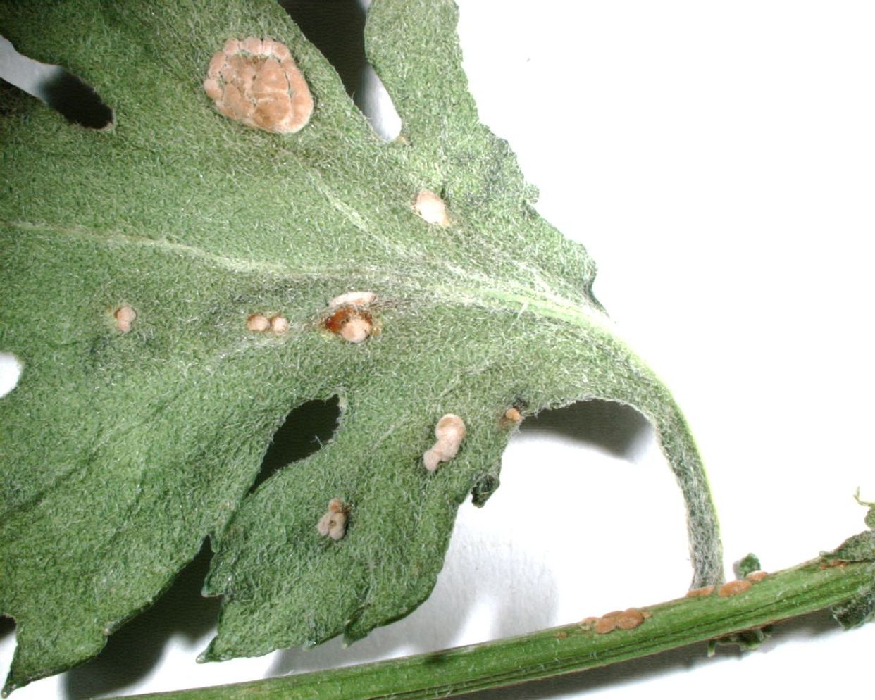 Chrysanthemum white rust first small description variant