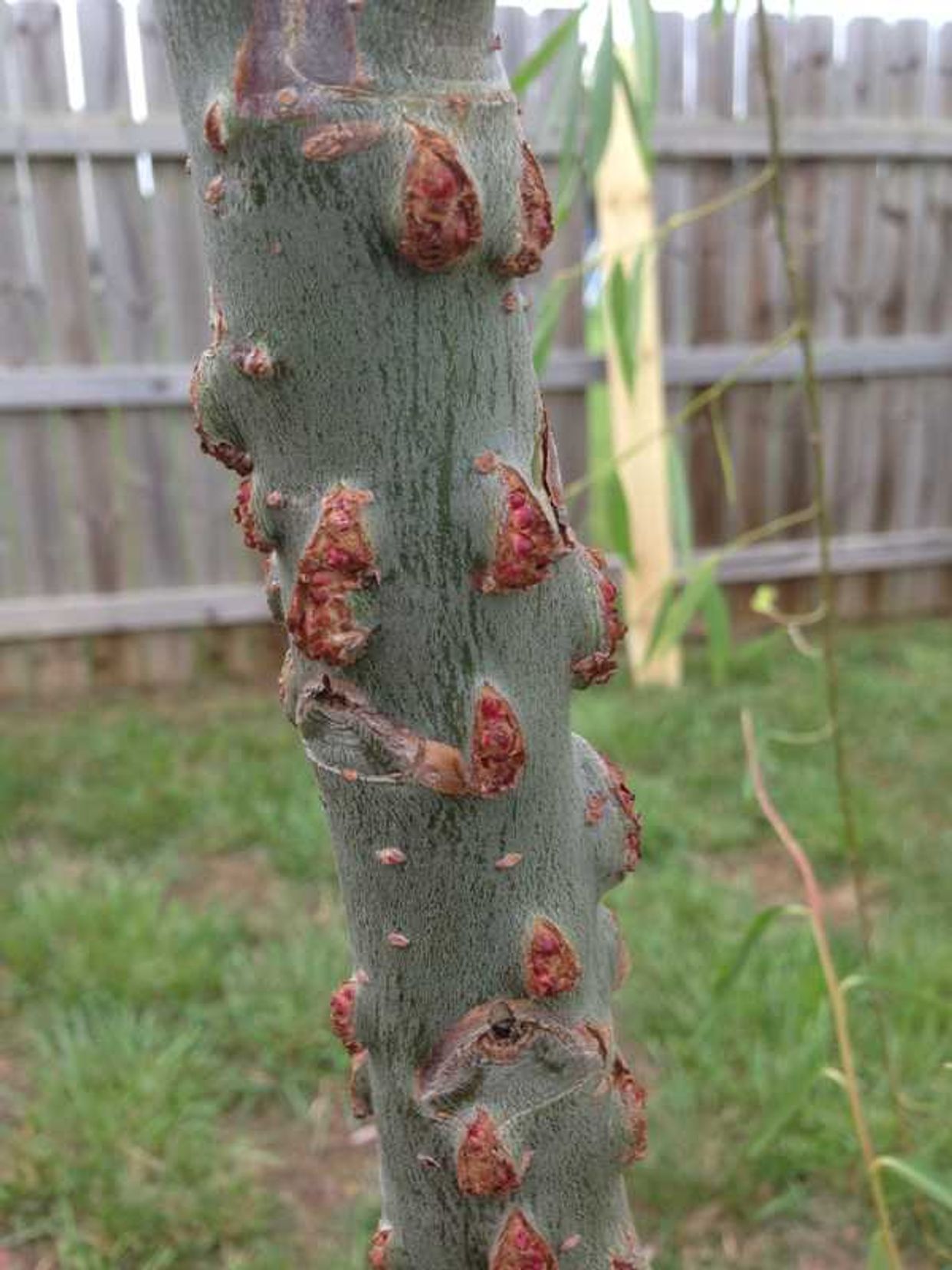 Crown gall main description variant