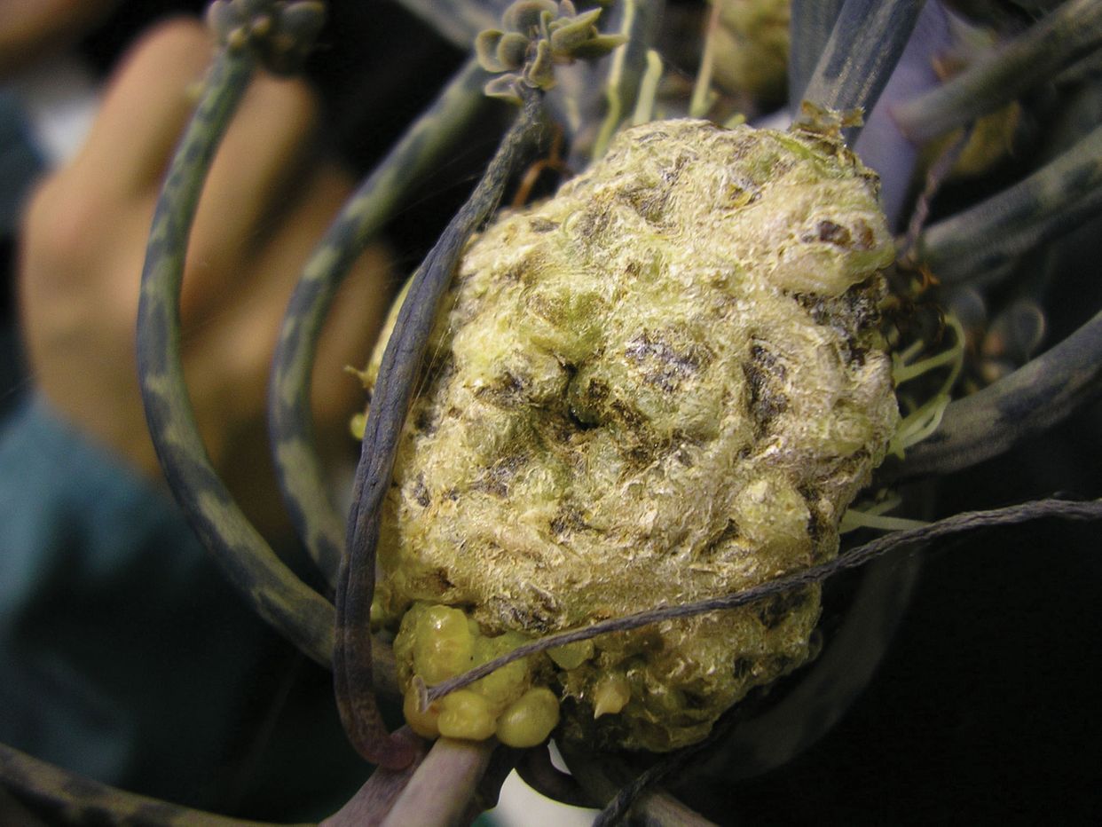 Crown gall first small description variant
