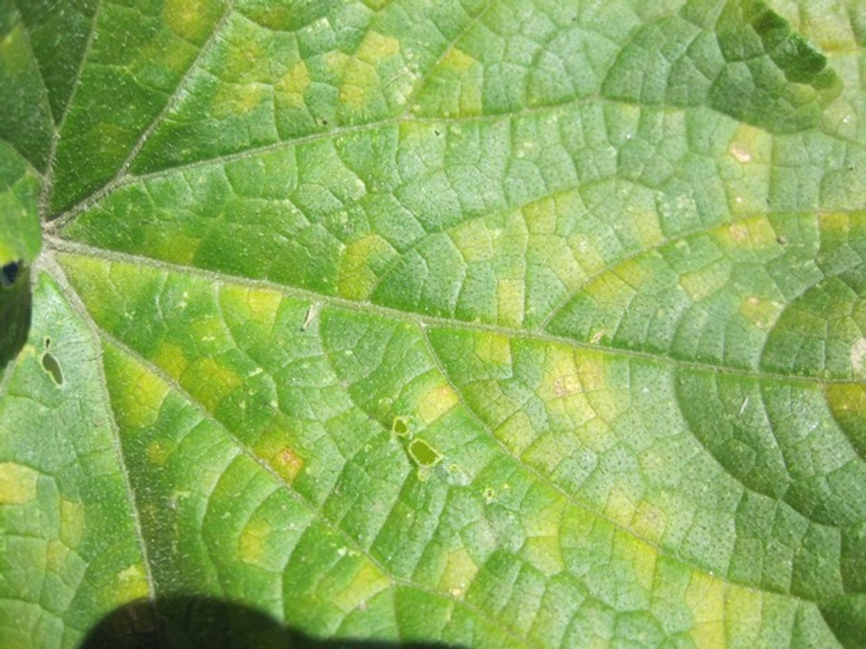 Cucurbit downy mildew first small description variant