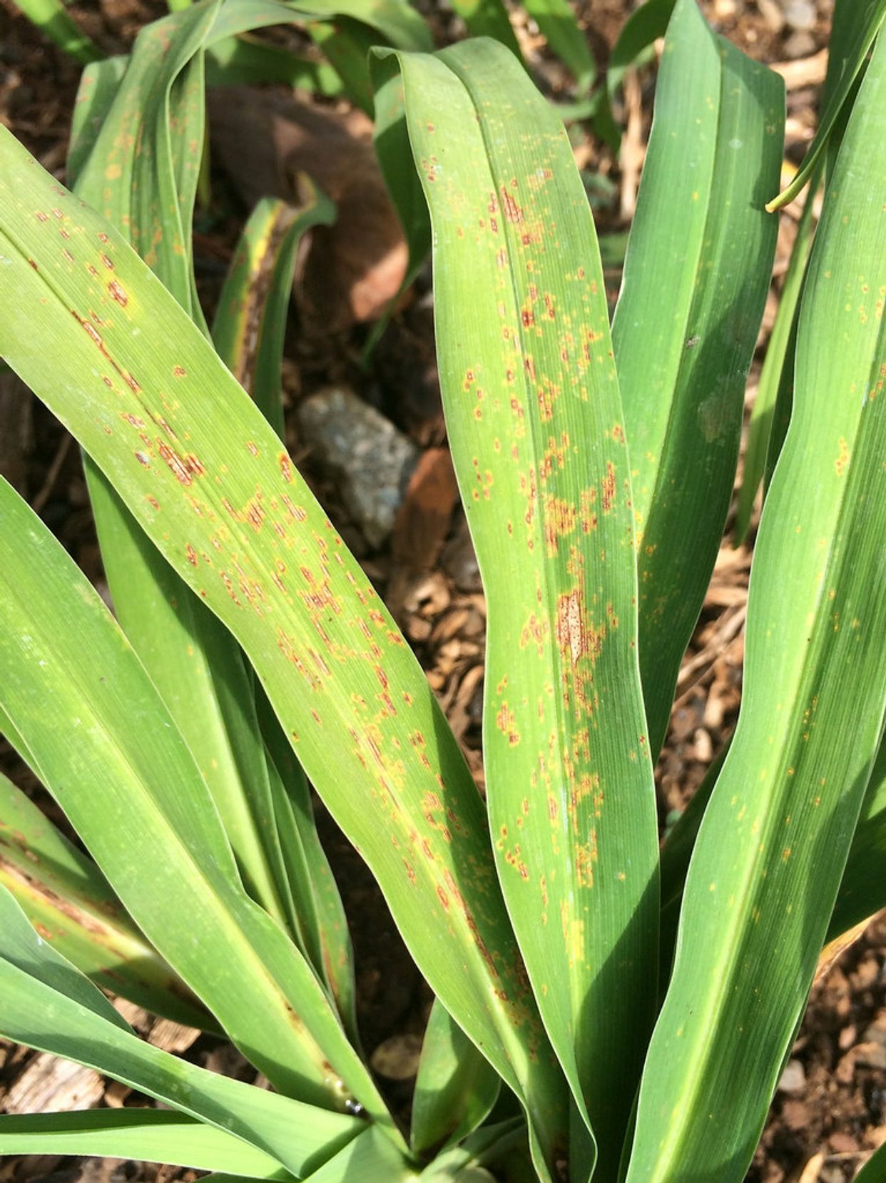 Daylily rust main description variant