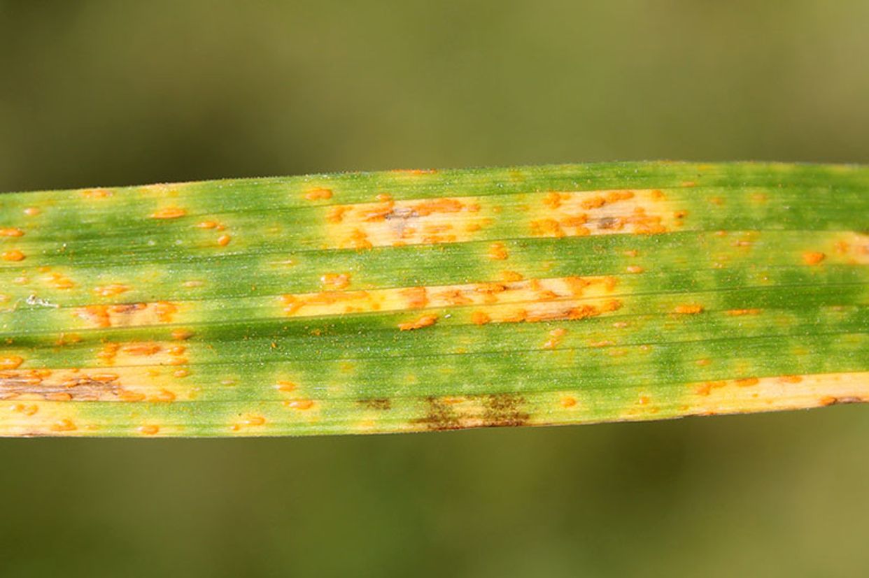Daylily rust first small description variant