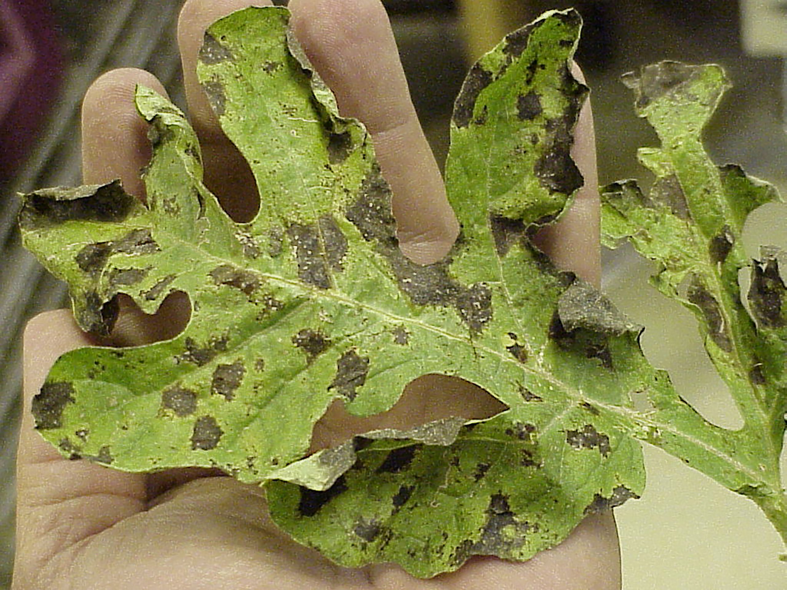 Downy Mildew first small description variant