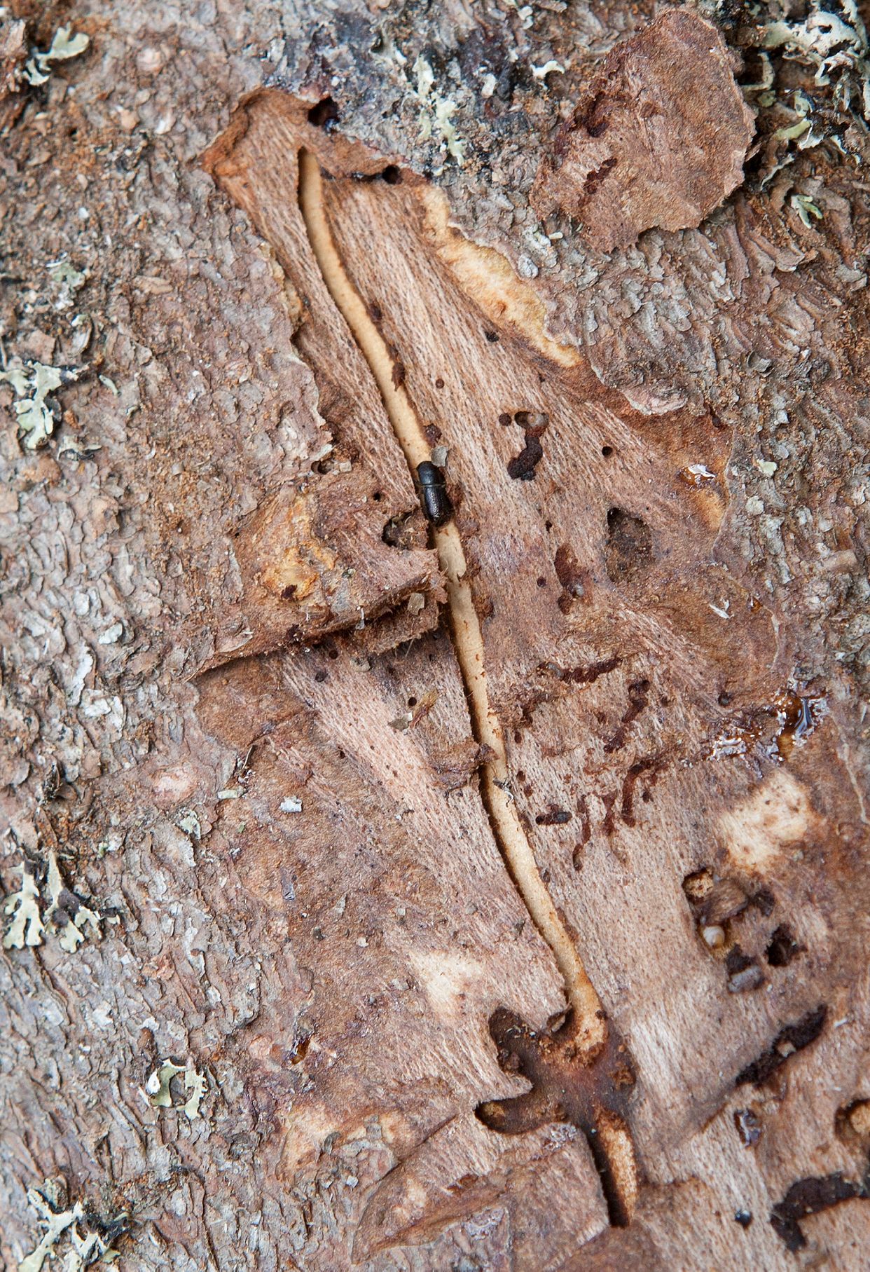 Feeding damage by insects main description variant