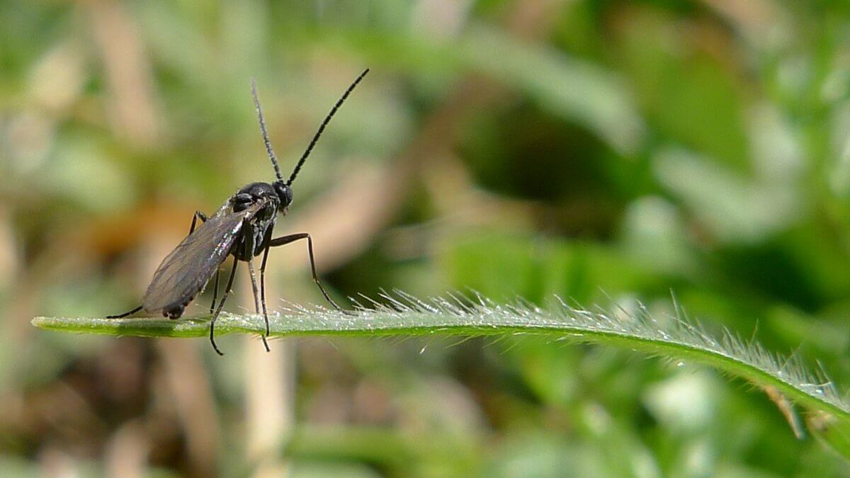 Fungus Gnats first small description variant