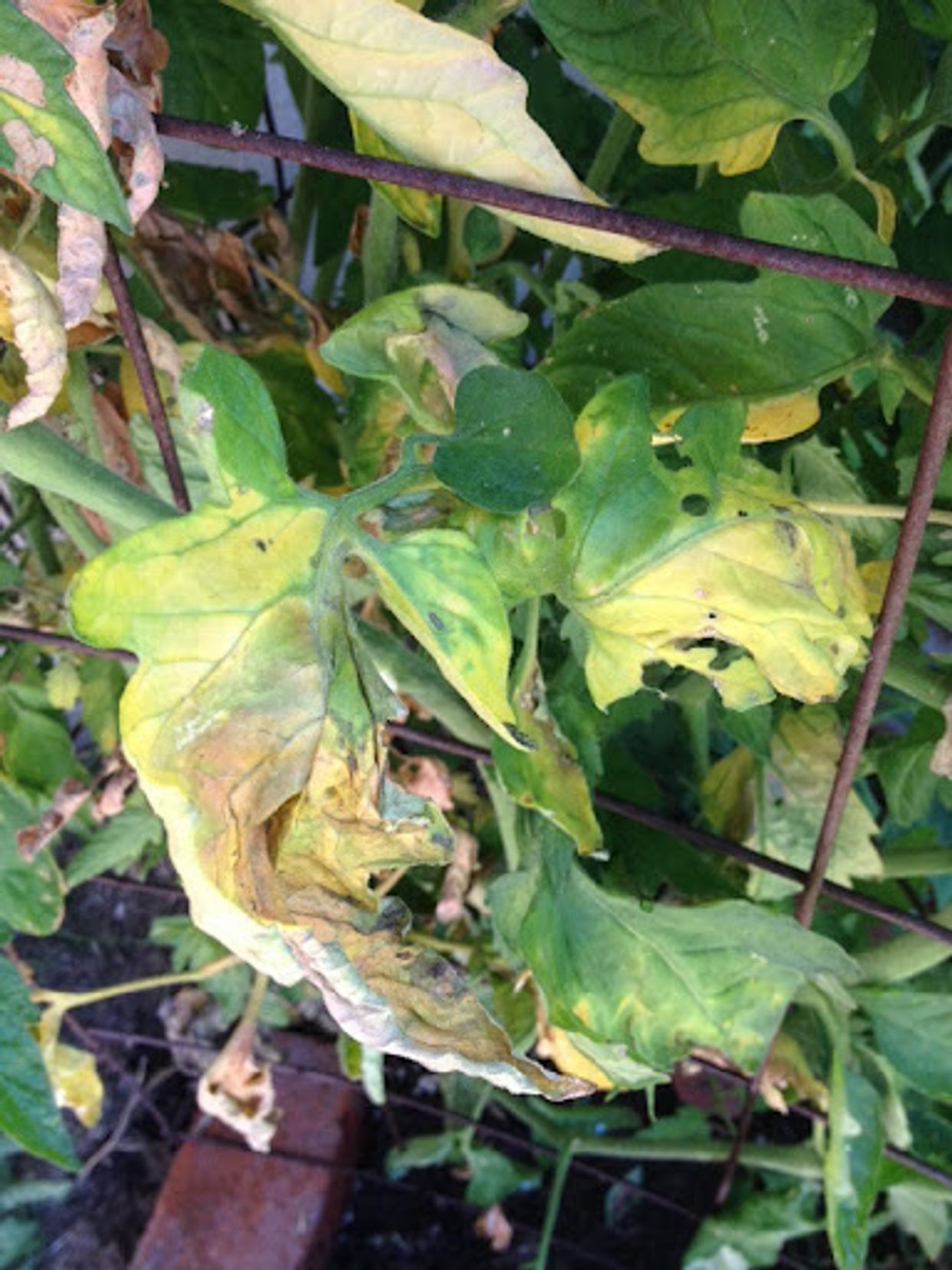 Fusarium wilts, blights, rots and damping-off main description variant