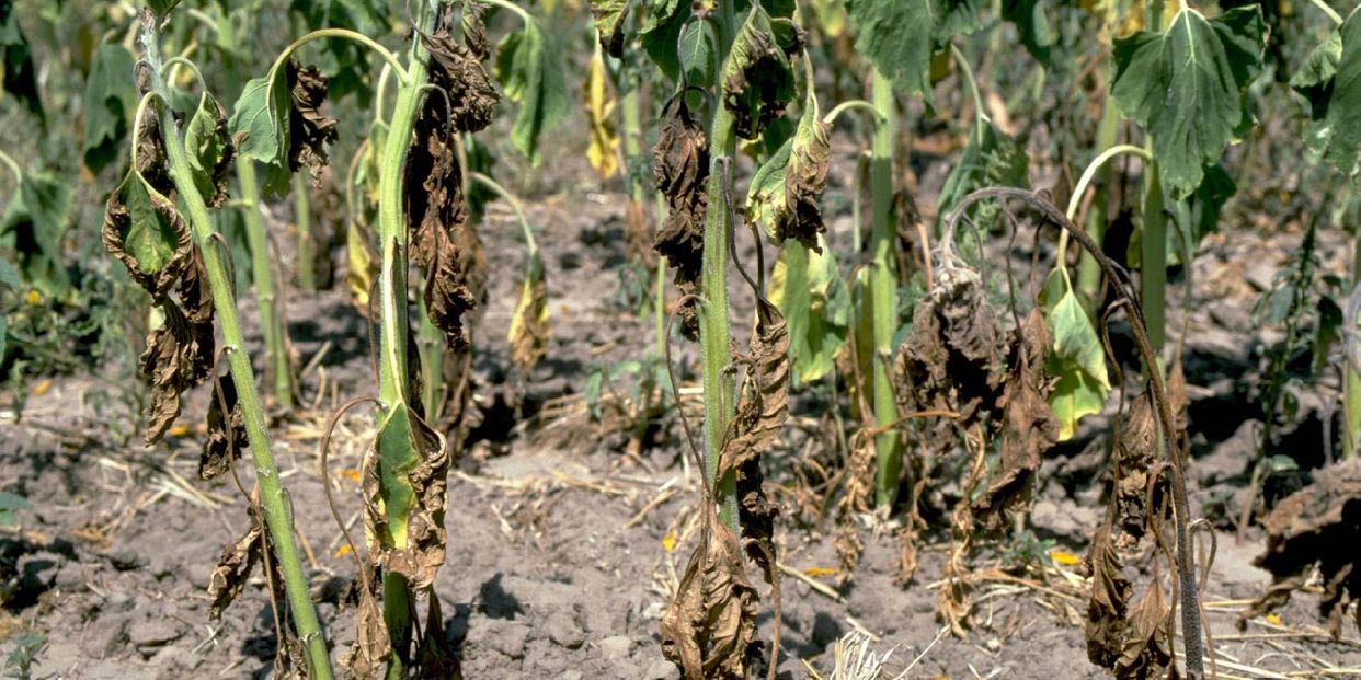 Fusarium wilts, blights, rots and damping-off first small description variant