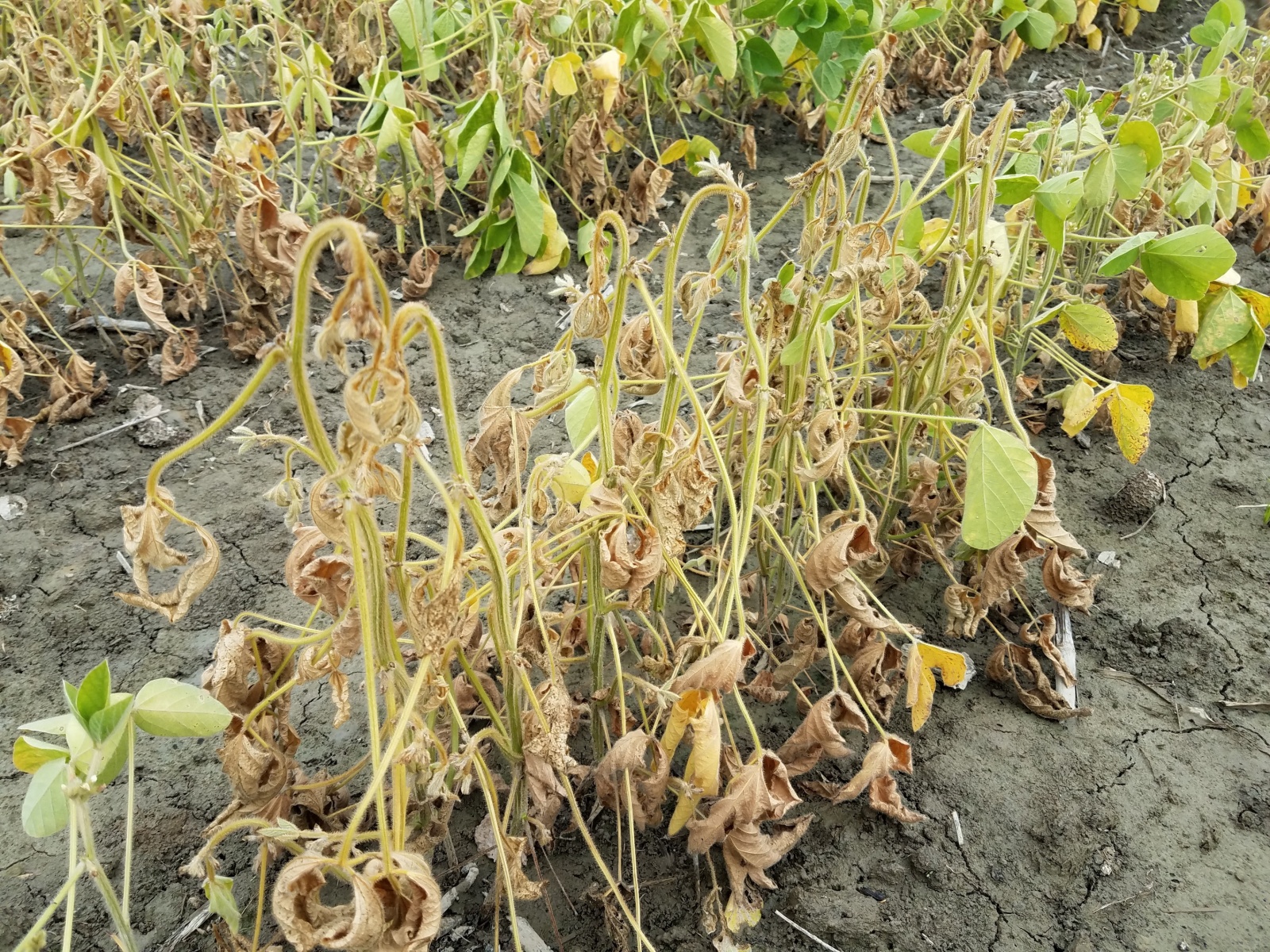 Fusarium Wilt first small description variant