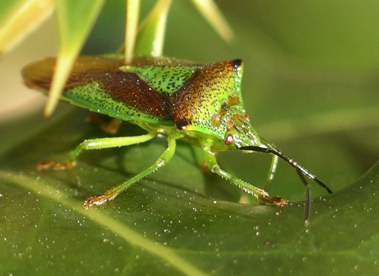 Hemiptera first small description variant