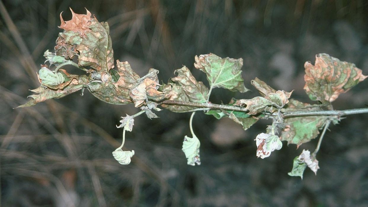 Herbicide damage first small description variant