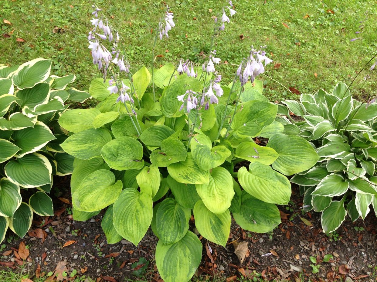 Hosta virus x first small description variant