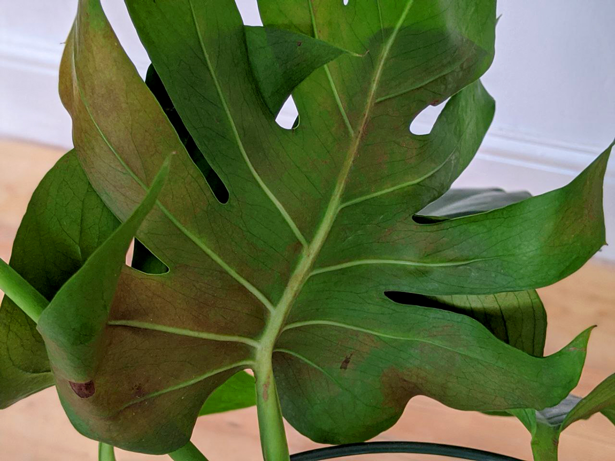 Houseplant Thrips first small description variant
