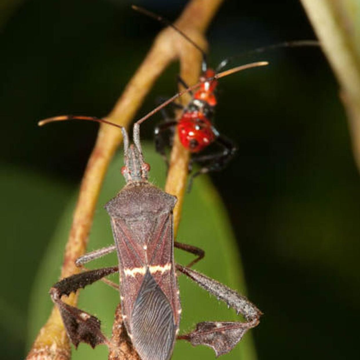 Impact of sap-sucking insects main description variant