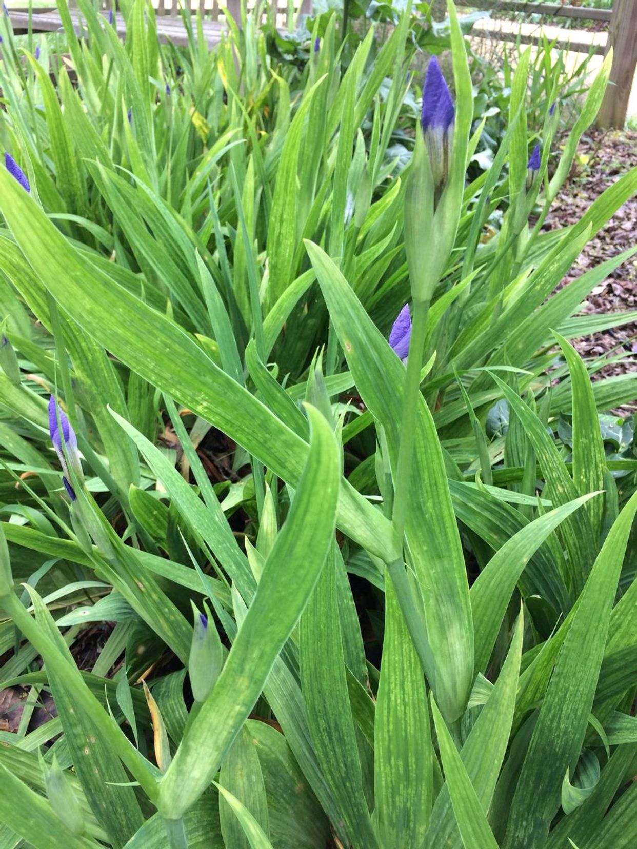Iris yellow spot virus main description variant