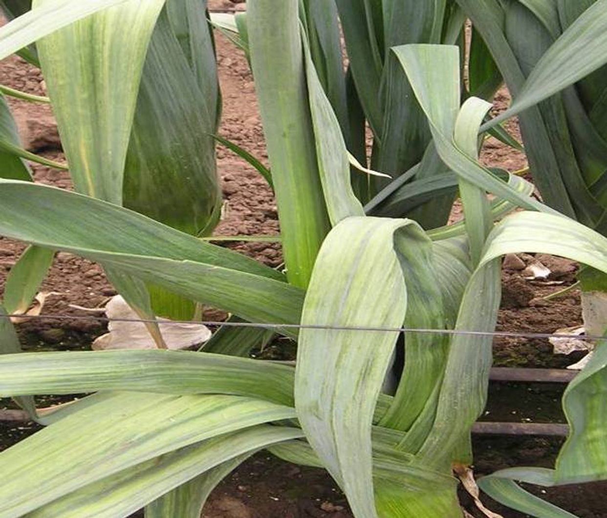 Iris yellow spot virus first small description variant