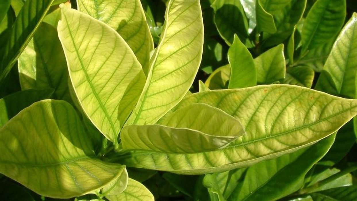 Iron deficiency first small description variant