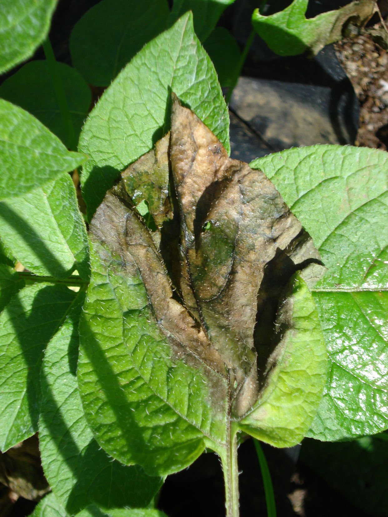 Late blight main description variant
