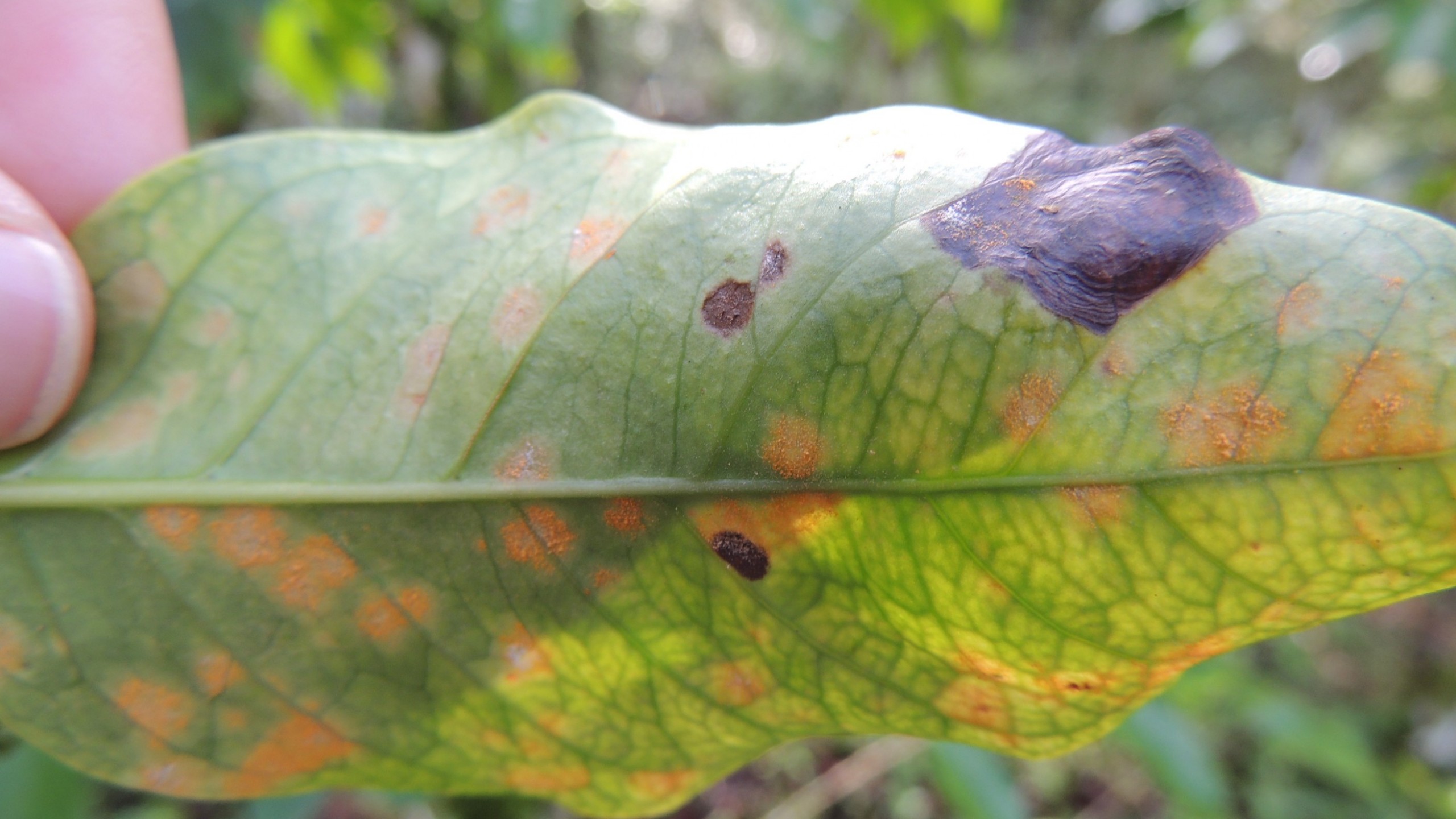Leaf Rust first small description variant