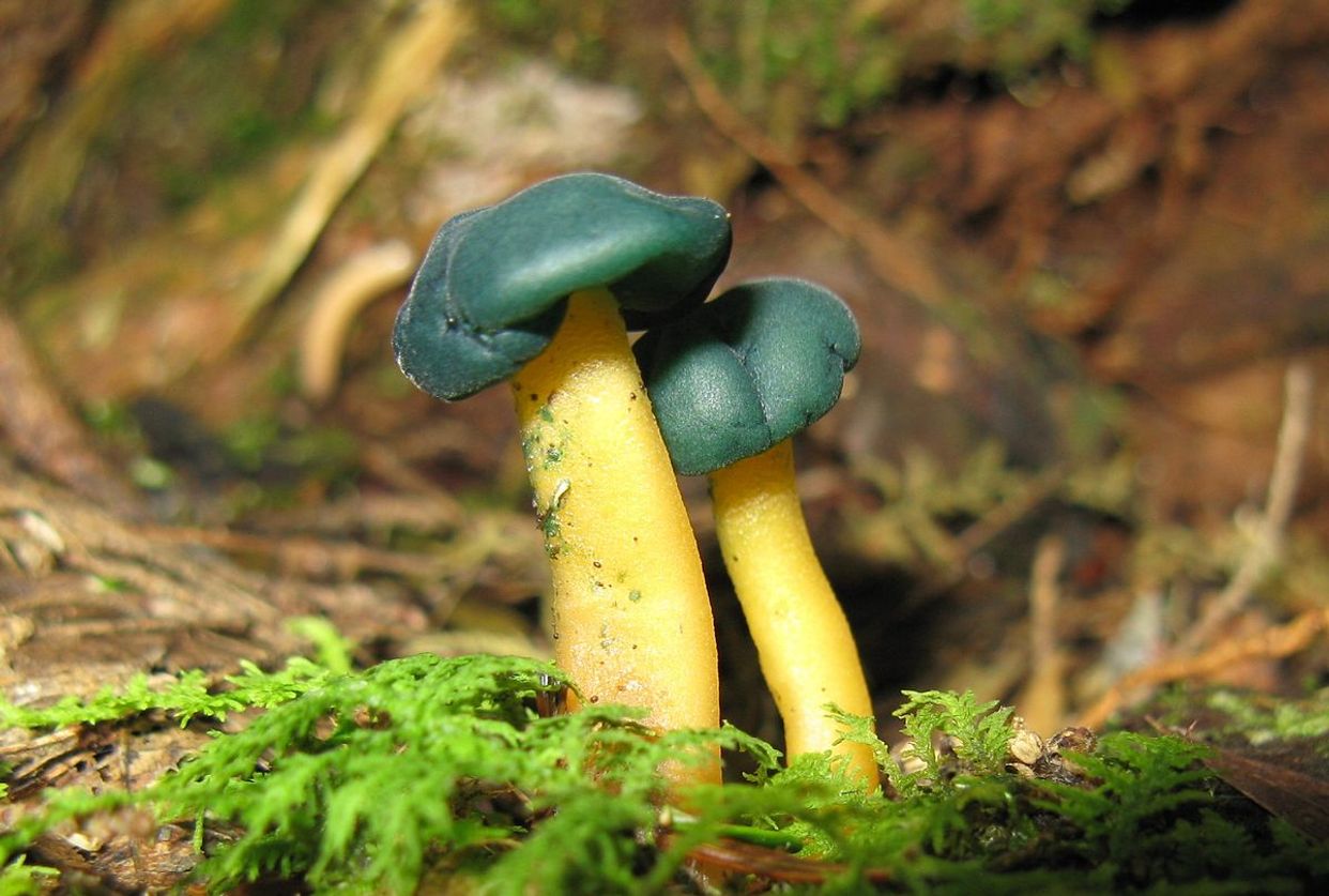 Leotiomycetes first small description variant